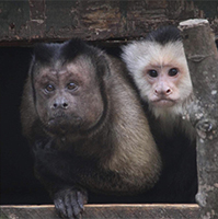 Capuchin Monkeys, Dax and Puchina200.jpg
